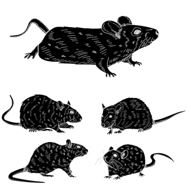 Vecteur vecteur sur fond blanc silhouette noire d'un jeu de souris rat