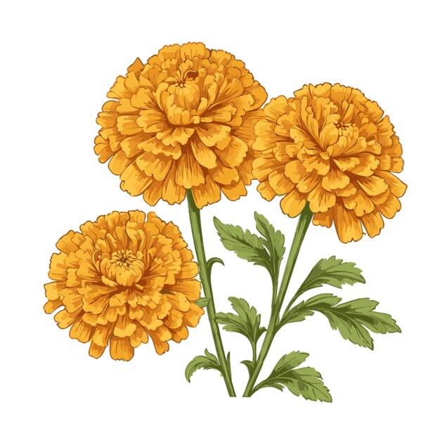 Vecteur De Fond De Marigold