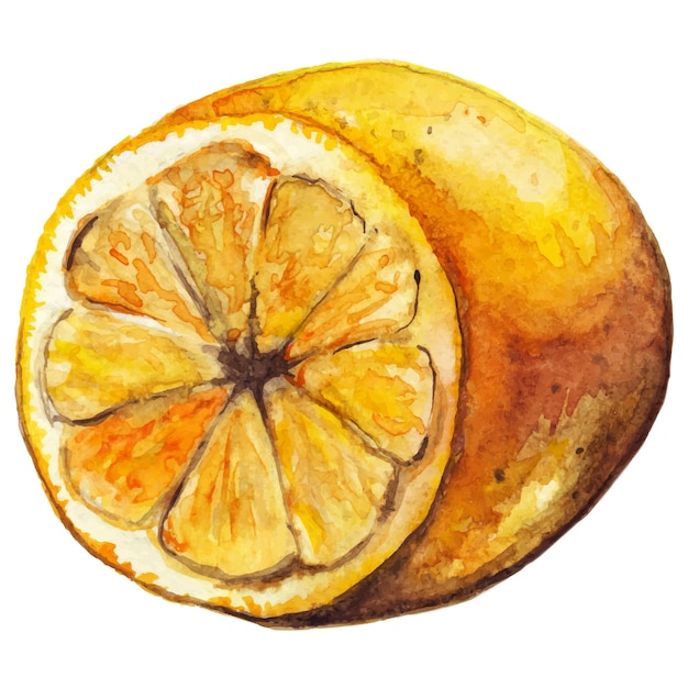 Vecteur de fruits exotiques jaune agrumes citron aquarelle isolé