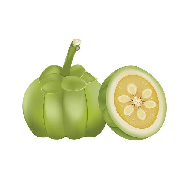 Vecteur De Garcinia Cambogia