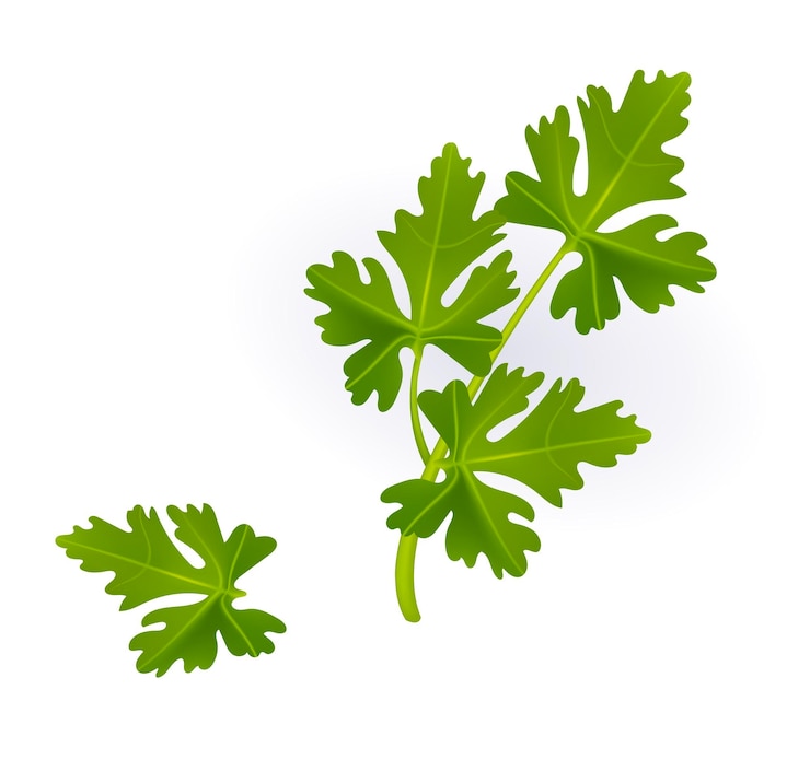 Vecteur vecteur de haute qualité herbes et épices