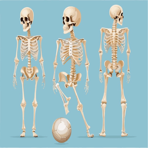 Vecteur vecteur d'illustration du squelette