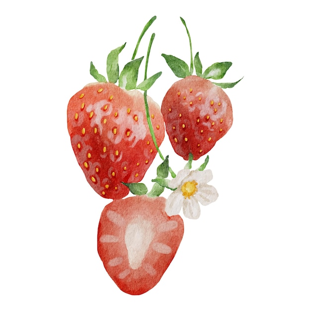 Vecteur d'illustration de fruits tropicaux aquarelle