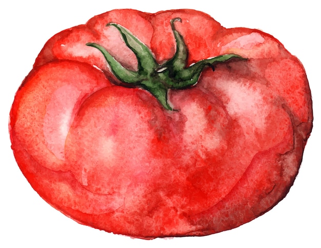 Vecteur isolé de nourriture végétale tomate mûre aquarelle rouge