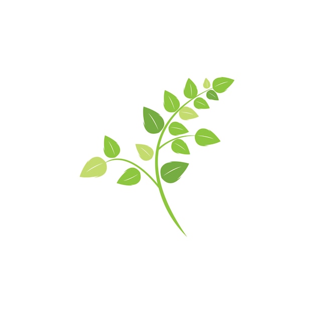 Vecteur de logo de feuille de moringa