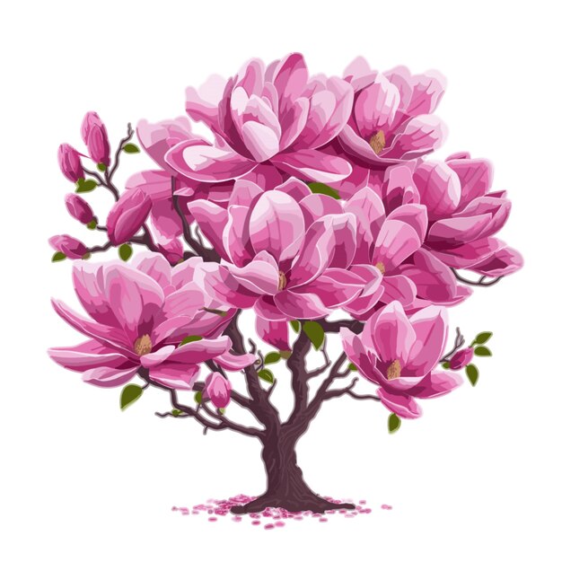 Vecteur De Magnolia Sur Fond Blanc