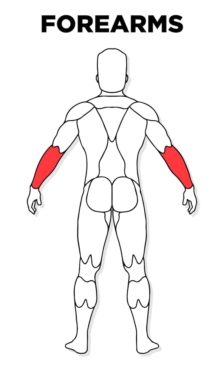 Vecteur vecteur de modèle d'anatomie masculine de muscle avant-bras humain parfait pour la médecine de santé d'illustration de gymnase