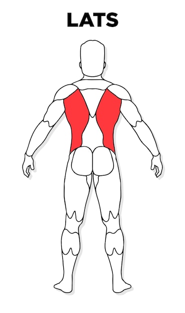 Vecteur de modèle d'anatomie masculine de muscle Lats humain parfait pour la médecine de santé d'illustration de gymnase