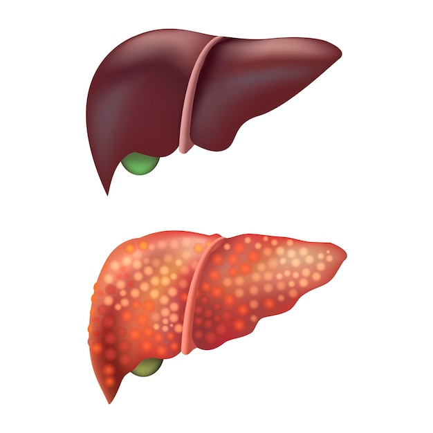 Vecteur vecteur d'organes internes humains du foie 3d détaillé réaliste