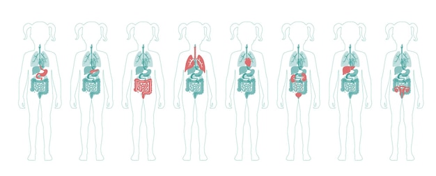 Vecteur D'organes Internes Humains