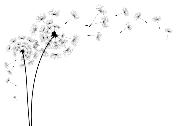 Vecteur vecteur pissenlit soufflant silhouette flying coup bourgeons de pissenlit noir décoration extérieure sur blanc