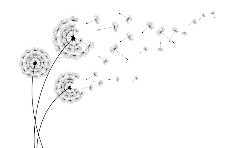Vecteur vecteur pissenlit soufflant silhouette flying coup bourgeons de pissenlit noir décoration extérieure sur blanc