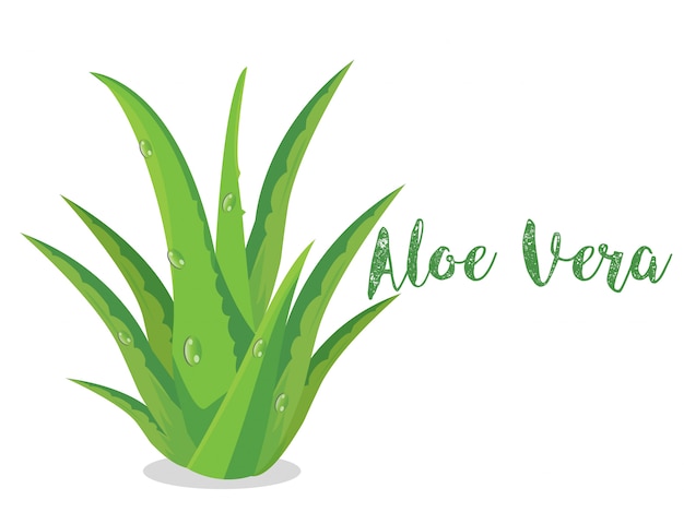 Vecteur de plantes Aloe Vera sur bsckground blanc