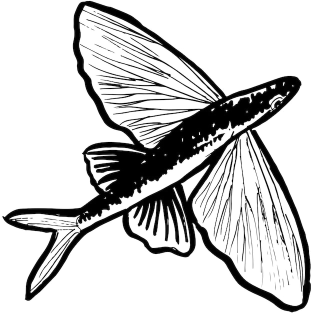 Vecteur De Poisson Flying_fish Esquissé à La Main