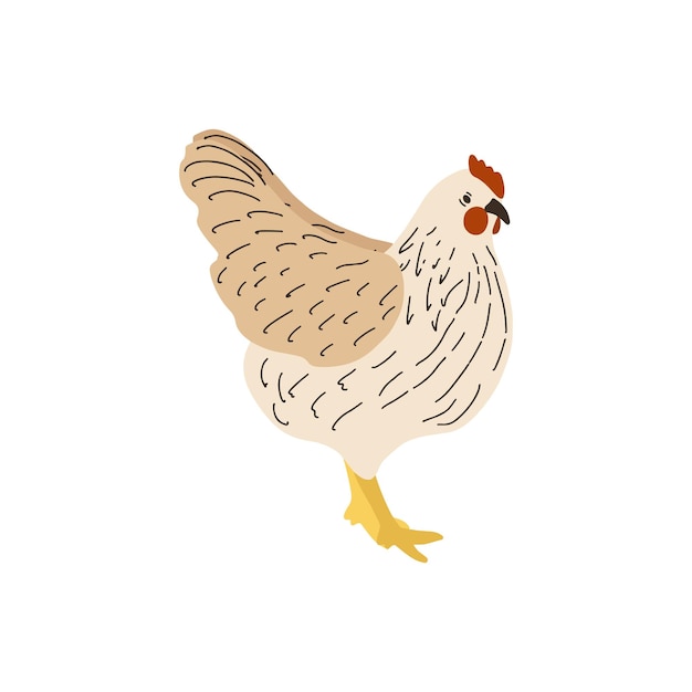 Vecteur vecteur de poulet oiseau