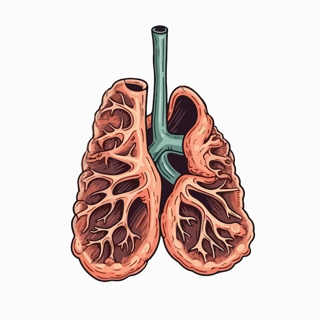 Vecteur Pulmonaire Humain