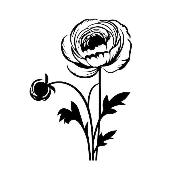 Un Vecteur De Ranunculus Noir Et Blanc