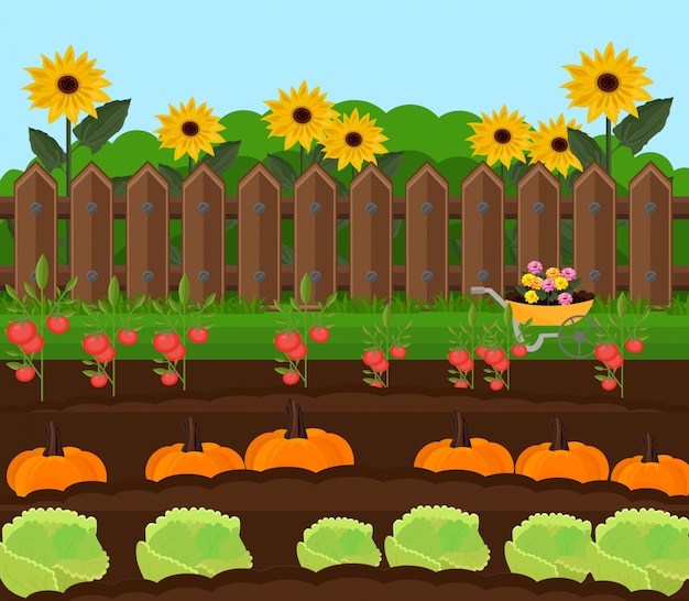 Vecteur de récolte de citrouille. Illustration de milieux de campagne