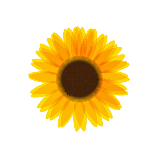 vecteur de tournesol isolé sur fond blanc