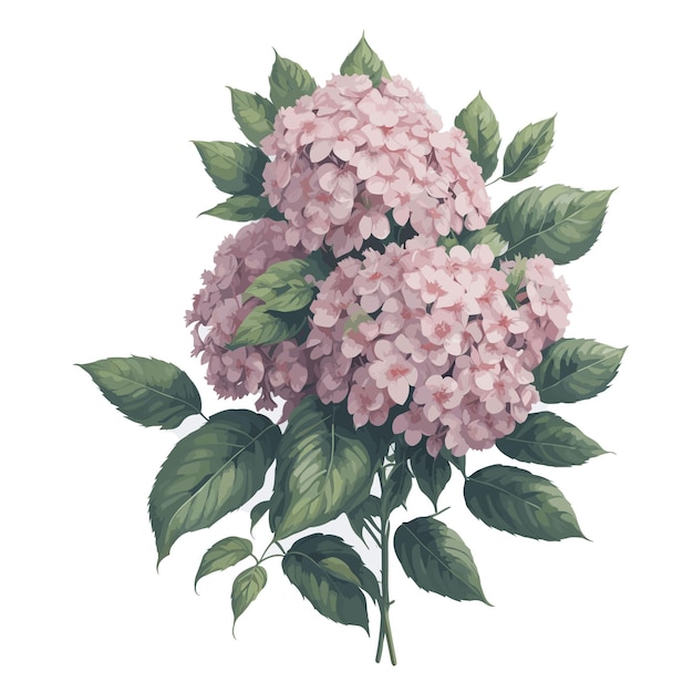 Vecteur vector aquarelle panicule hydrangée clipart fleur florale