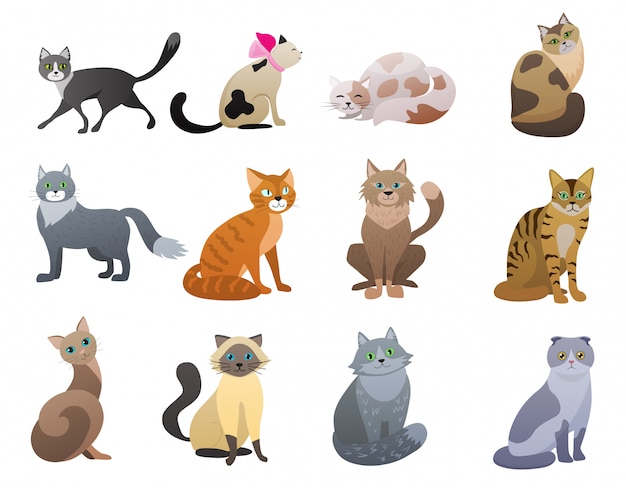 Vector Cartoon Drôle Et Mignon Chat De Différentes Races De Personnages Pour Animaux De Compagnie.