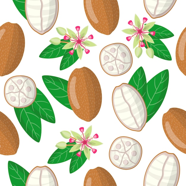 Vecteur vector cartoon seamless pattern avec theobroma grandiflorum ou cupuacu fruits exotiques fleur et feuille sur fond blanc