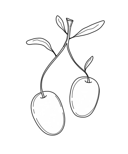 Vector contour clipart olives sur une brindille livre de coloration pour les loisirs carte postale de nourriture saine