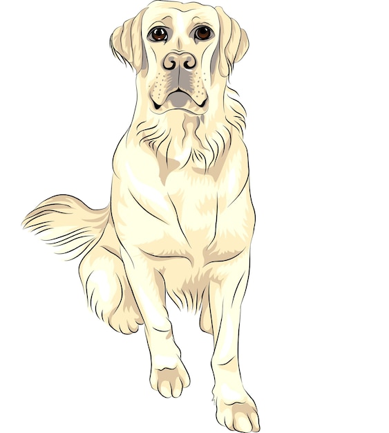 Vecteur vector couleur croquis chien race labrador retrievers blancs assis