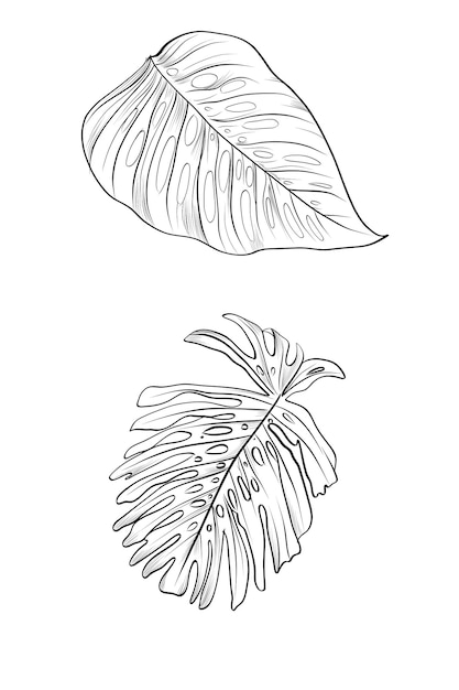 Vector de dessin de contour de feuille de monstera tropicale