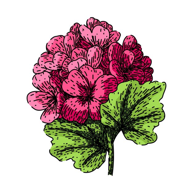 Vecteur vector dessiné à la main d'un croquis de géranium rose