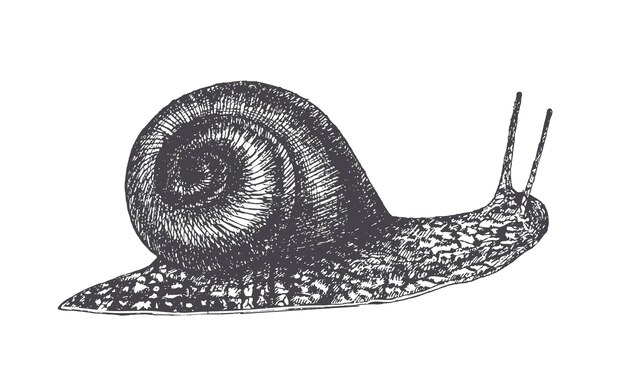 Vector dessiné à la main gravure style escargot illustration noir et blanc isolé