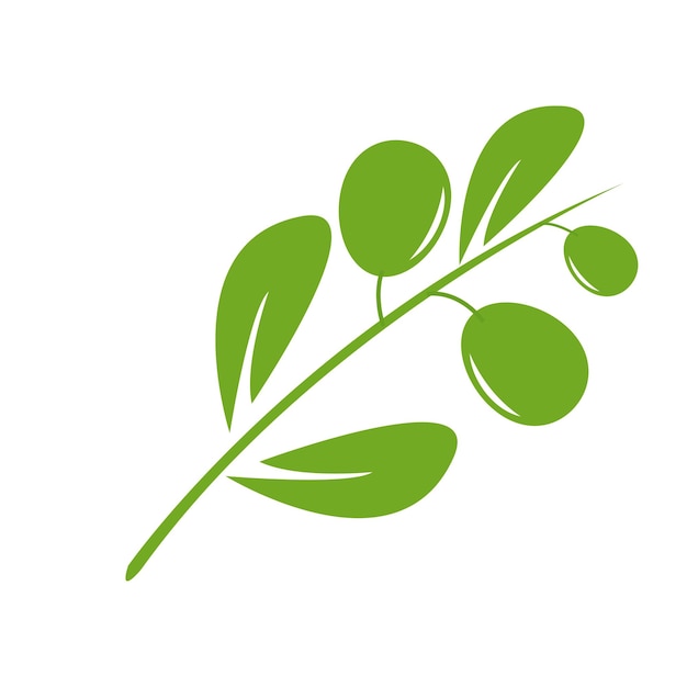 Vecteur vector du logo de l'olive