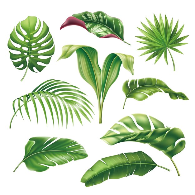 Vector De Feuilles De Palmiers D'été