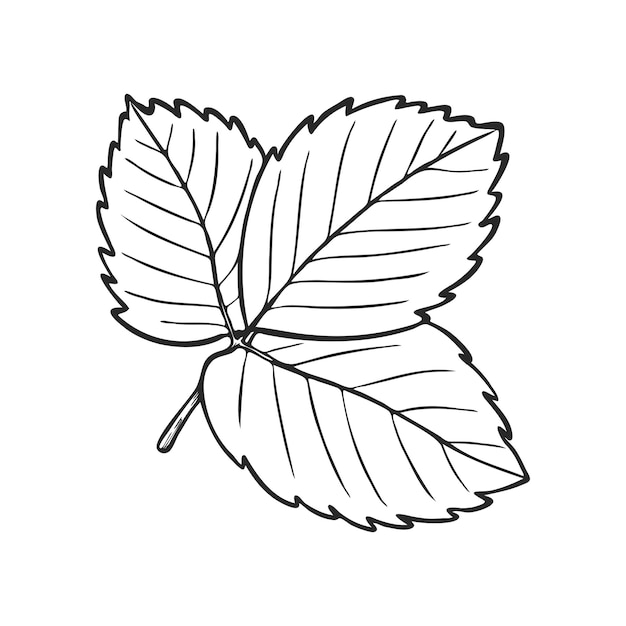 Vecteur vector feuilles de plante de fraise illustration d'art en ligne dessinée à la main dessin de contour floral croquis botanique