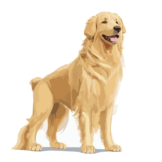 Vecteur vector golden retriever chien animal clipart fond blanc modifiable