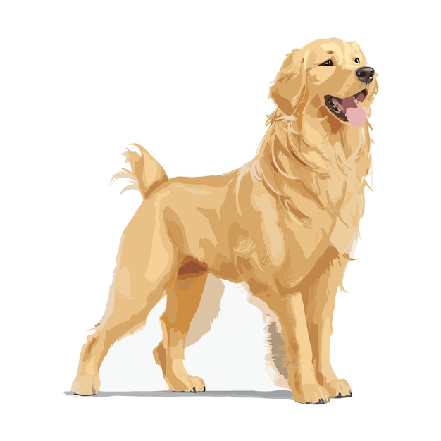 Vector Golden Retriever Clippart D'animal De Chien à Fond Blanc Modifiable