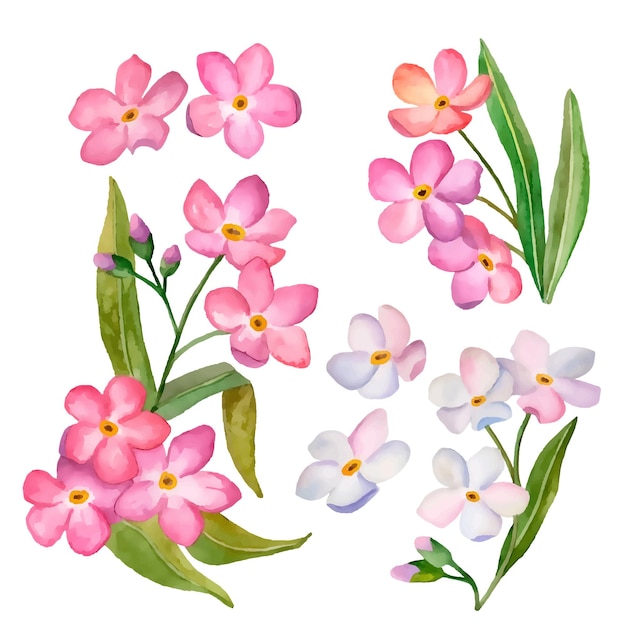 Vector illustration de fleurs avec forgetmenots isolé sur fond blanc