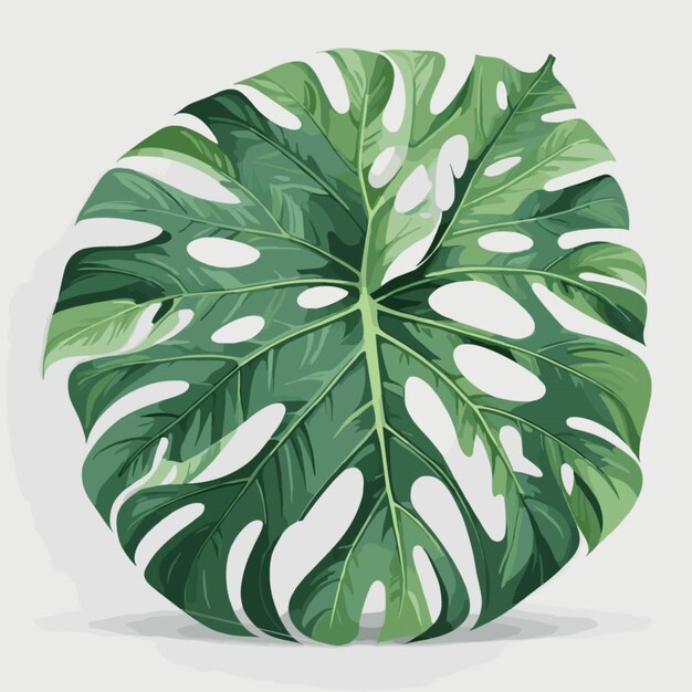 Vecteur vector de motifs de feuilles de monstera sur fond blanc