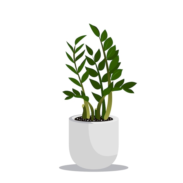 Vector Plantes D'intérieur Zamioculcas Dans Des Pots Feuilles Vertes Illustration Vectorielle De La Plante Isolée