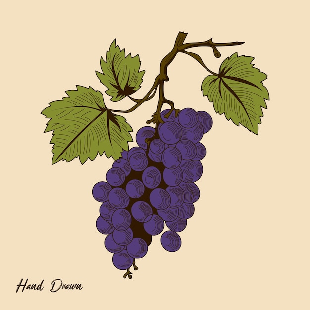 Vector de raisins vintage Illustration de stock dessinée à la main Raisins vintage Fruit