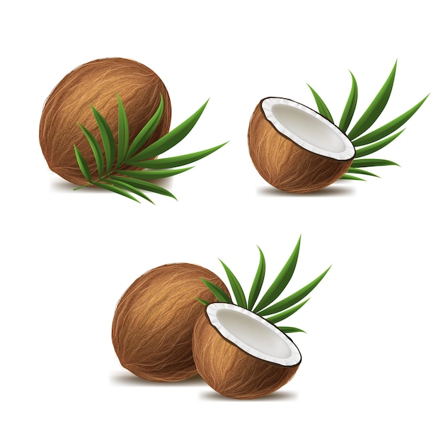 Vector réaliste 3D détaillé de la moitié de la noix de coco entière et du jeu de feuilles vertes