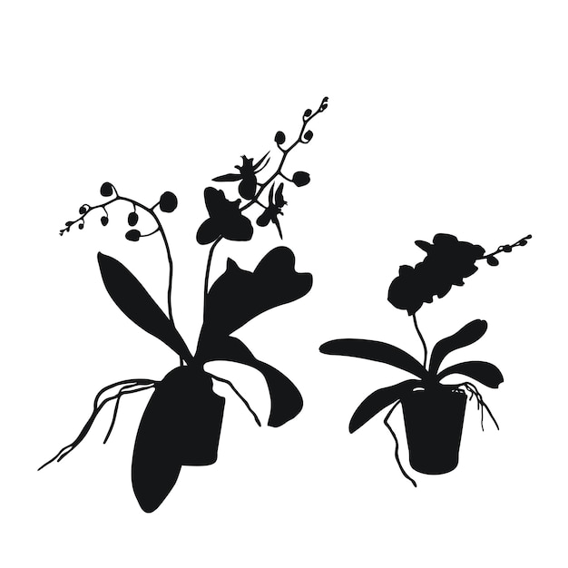 Vecteur vector set fleurs réalistes orchidées phalaenopsis réalisme silhouettes modernes plantes pot design plat