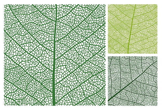 Vecteur veines et cellules de fond de motif de texture de feuille