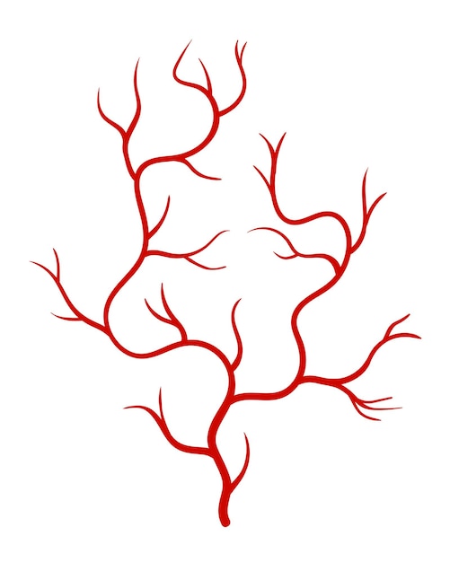 Veines humaines Artères ou capillaires de vaisseau de silhouette rouge sur fond blanc Élément d'anatomie conceptuelle pour la science médicale Symbole vectoriel isolé du système sanguin