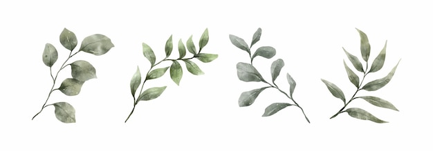 Verdure feuilles aquarelle dessinés à la main ensemble de feuilles vertes dans un style aquarelle isolé sur fond blanc beauté décorative élégante collection d'illustrations pour la conception
