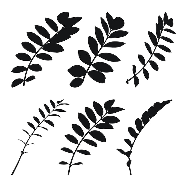 Vecteur véritables silhouettes modernes plantes herbes dessin zamioculcas modèle de conception d'art design plat