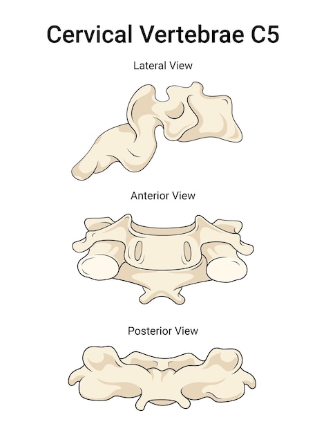Les vertèbres cervicales C5 un aperçu de la science médicale