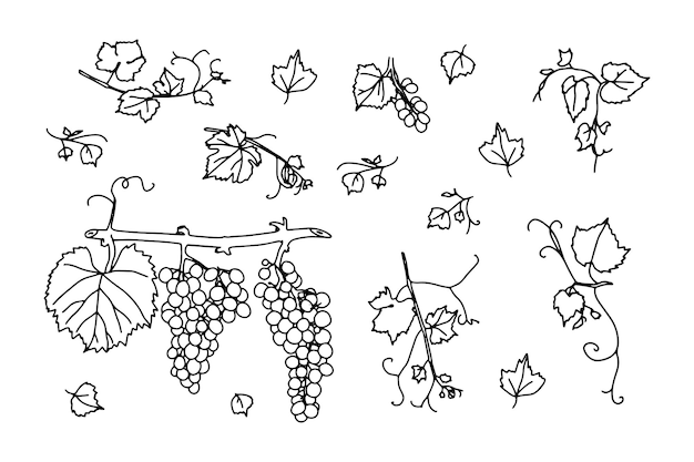 Vecteur la vigne feuilles de vigne contour dessiner un style vectoriel simple