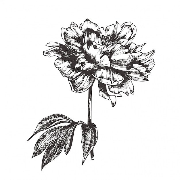 Vintage illustration florale, gravure clipart dessiné à la main.