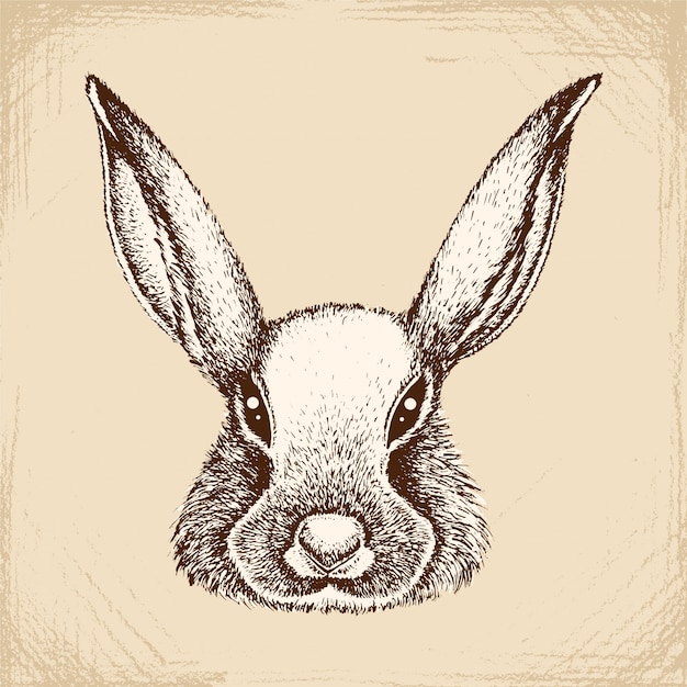 Le Visage Du Lapin.